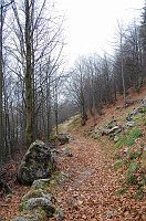 31 Il sentiero si addentra nel bosco